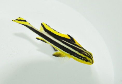 Diagramma Pictum M