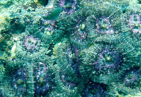 Discosoma Nummiforme (Grade A) L