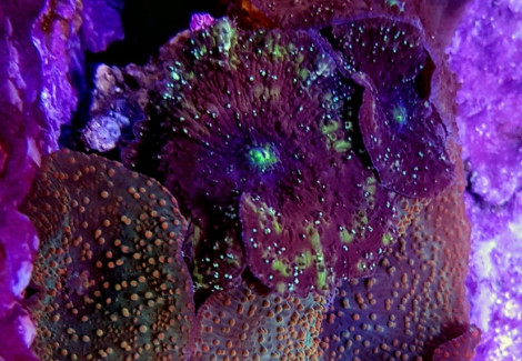 Discosoma Punctatus (Spotted) Grade A L