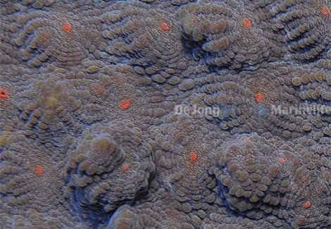 Echinophyllia Spp. (Orange-Red Eye) Ml