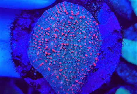 Echinophyllia Spp. Orange-Red Or Eye (Frag) M