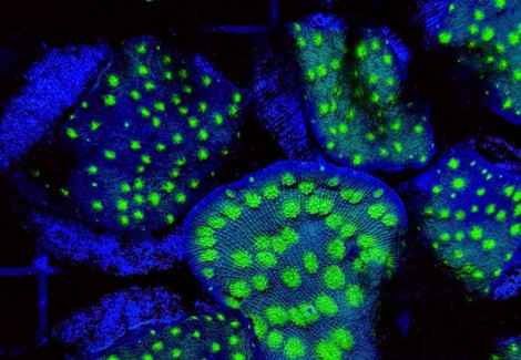 Echinopora Spp. Premium (Frag) M