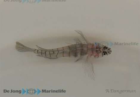 Elacatinus Macrodon - Allevato Europa S