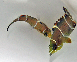 Epibulus Insidiator Ml