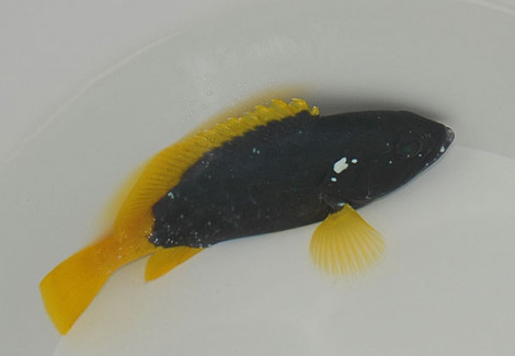 Epinephelus Flavocaeruleus Ml