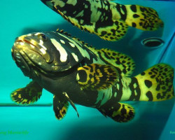 Epinephelus Lanceolatus - Allevato Europa  Ml