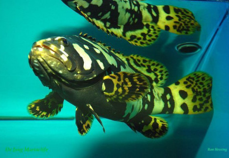 Epinephelus Lanceolatus - Allevato Europa  Ml