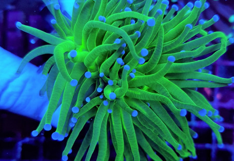 Euphyllia Glabrescens (Blueberry) M