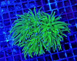 Euphyllia Glabrescens (Blueberry) Ml