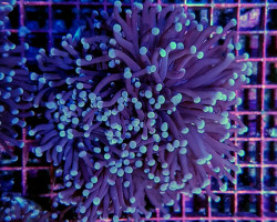 Euphyllia Glabrescens (Common) Xxl