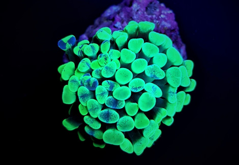 Euphyllia Paraancora (Green) (Premium) Ml
