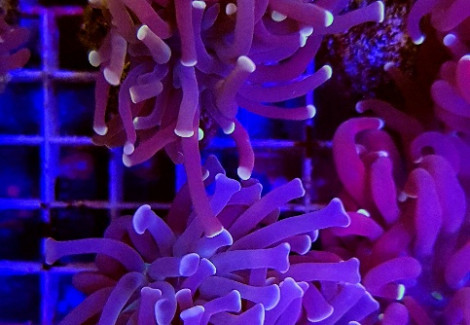 Euphyllia Paraancora (Orange-Pink) S