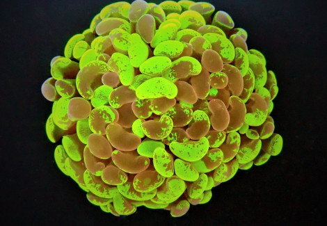 Euphyllia Paraancora (Two Tone) (P/H) Xs
