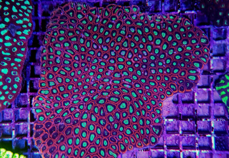 Favia Spp. (Red Premium) L
