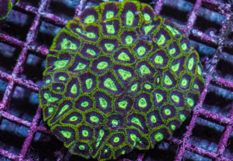 Favites Spp. (Premium) L