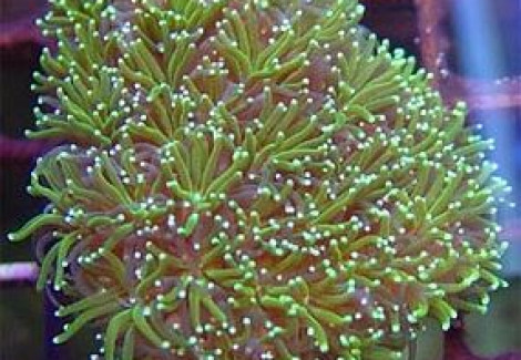 Galaxea Fascicularis (Green) Xs