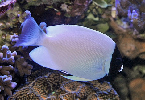 Genicanthus Personatus S  Allevato Europa