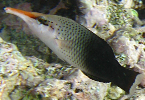 Gomphosus Varius (Brown Femmina) S