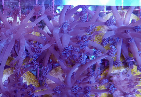 Goniopora Spp. Blue Premium (Frag) M