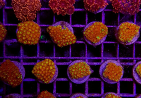 Goniopora Spp. Red Ultra(Frag) M