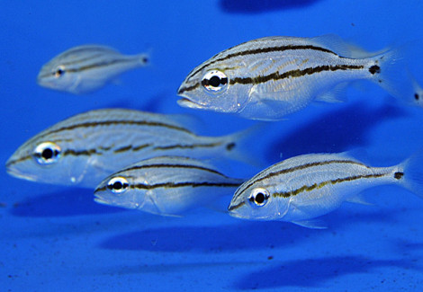 Haemulon Flavolineatum S