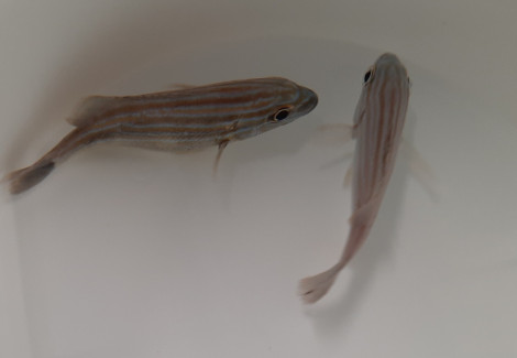 Haemulon Sciurus - Allevato Europa Ml