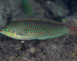 Halichoeres Argus M