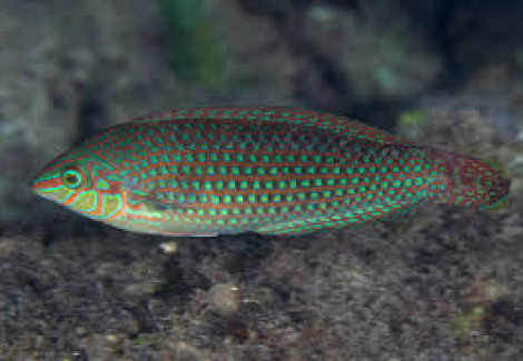 Halichoeres Argus M