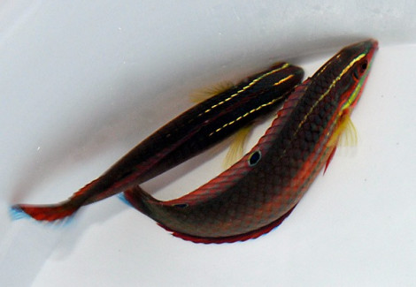 Halichoeres Biocellatus M