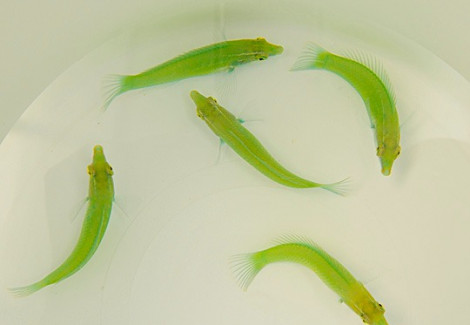 Halichoeres Chloropterus M