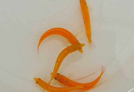 Halichoeres Chrysus M