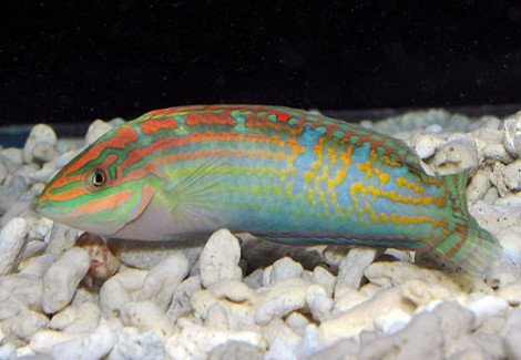 Halichoeres Cosmetus M
