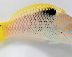 Halichoeres Hortulanus S