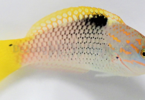 Halichoeres Hortulanus S