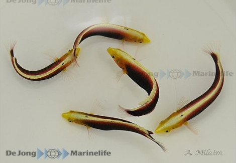 Halichoeres Iridis M