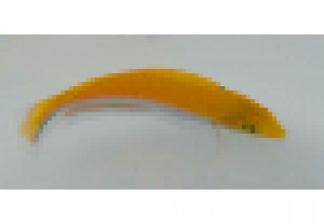 Halichoeres Leucoxanthus Ml