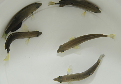 Halichoeres Marginatus M