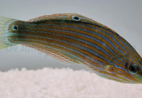 Halichoeres Melanurus S