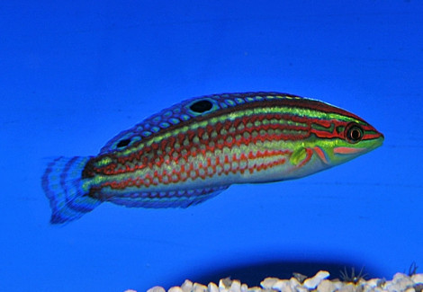 Halichoeres Ornatissimus M