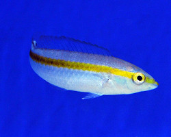 Halichoeres Pelicieri M