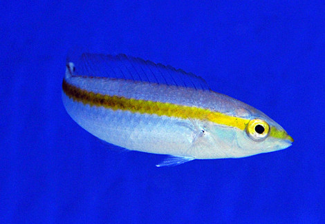 Halichoeres Pelicieri M