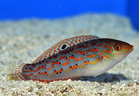 Halichoeres Timorensis M