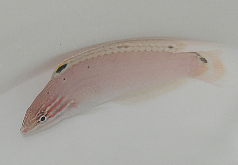 Halichoeres Trispilus Ml