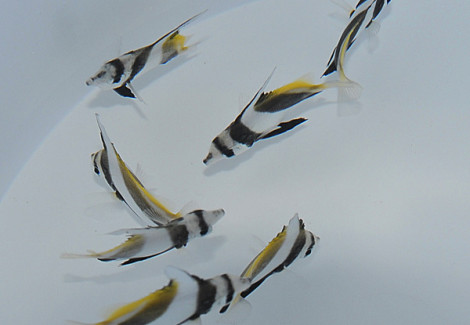 Heniochus Acuminatus L
