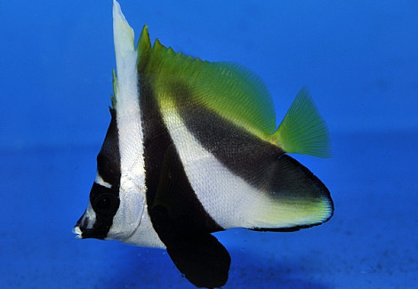 Heniochus Monoceros Ml