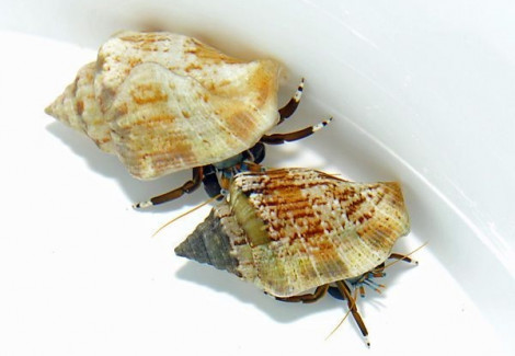 Hermit Crab Spp. Ml