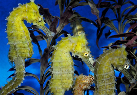 Hippocampus Barbouri - Djm Allevato Europa M