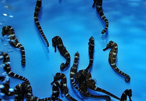 Hippocampus Comes - Allevato Europa S