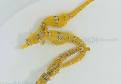 Hippocampus Erectus (Yellow) - Allevato Europa M