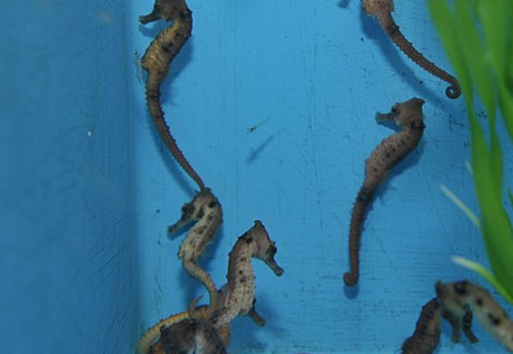 Hippocampus Kuda - Allevato Europa S